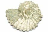 Bumpy Ammonite (Douvilleiceras) Fossil - Madagascar #361147-1